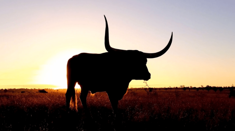 Solana Bulls Charging – Could $50 Be Just Around The Corner?