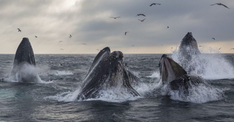 Crypto Whales Hunt for Bargains As Bitcoin Prices Slide, Data Shows