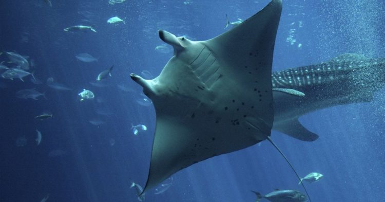 Manta Network Hit by ‘DDoS’ Attack Day After Issuing MANTA Token Issuance