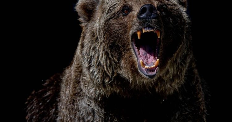 Liquidity-Focused Berachain Opens Layer-1 Testnet to Public