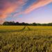 AgriDex, Commodities Marketplace on Solana Blockchain, Raises $5M to Tokenize Agricultural Real-World Assets (RWA)