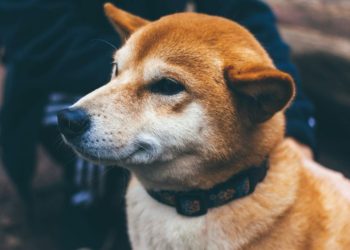 Dogecoin Appears Headed for a 'Golden Cross'