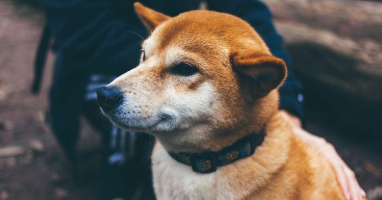 Dogecoin Appears Headed for a 'Golden Cross'