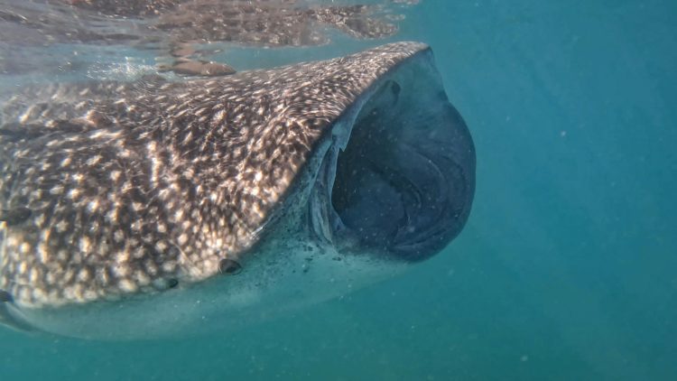 PEPE Whales Move $21 Million Worth Of Coins – Here Are The Destinations