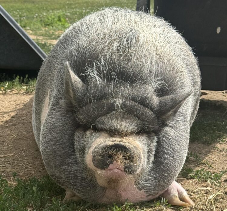 Cardano Founder’s Pig NIKE Sparks Memecoin Craze