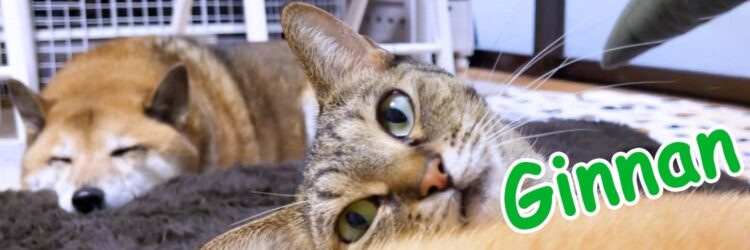 Ginnan The Cat Price Prediction: GINNAN Takes A 6% Dive As Investors Flock To This Base Meme Coin For Its 837% APY