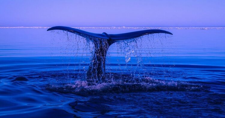 Ether ICO Whale Moves 5K ETH to Exchanges, Bringing Monthly Total to $154M