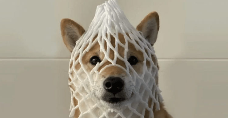 Wrapped Dog Price Prediction: WDOG Surges 26% As Experts Say Consider This GambleFi ICO For 100X Gains