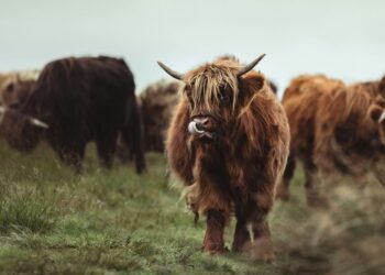 Bitcoin’s (BTC) Bullish Momentum Should Continue Into the U.S. Presidential Election and Afterwards