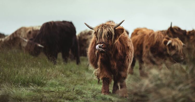 Bitcoin’s (BTC) Bullish Momentum Should Continue Into the U.S. Presidential Election and Afterwards