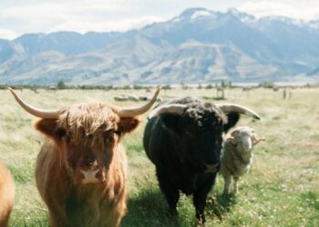 Open Interest on CME Bitcoin Futures Hits All-Time High of $11.6B, Signals Further Bullishness