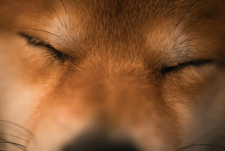 Floki Inu Warning: Analyst Says ‘Prepare For The Crash’