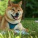 Dogecoin Jumps 16% In The Last Week: More Gains To Come?