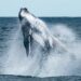 Long-Silent Bitcoin Whale Resurfaces After 10 Years As BTC Nears $69,000