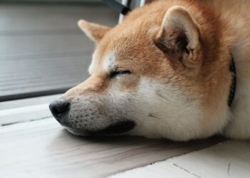 Dogecoin Rallies, Bitcoin ETFs Bleed Ahead of U.S. Elections