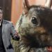 Peanut The Squirrel Price Prediction: PNUT Plummets 37% As Elon Musk Denounces Killing, While This Innovative Staking Meme Coin Blasts Past $3M