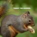 Peanut The Squirrel Price Soars 128% To Hit $2 Billion Market Cap As Pepe Unchained Presale Announces Launch Date – Next Coinbase Listing?