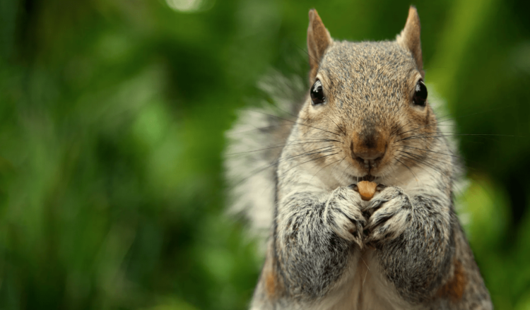 Peanut The Squirrel Price Pumps 4% After Kraken Listing