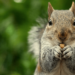 Peanut The Squirrel Price Pumps 4% After Kraken Listing