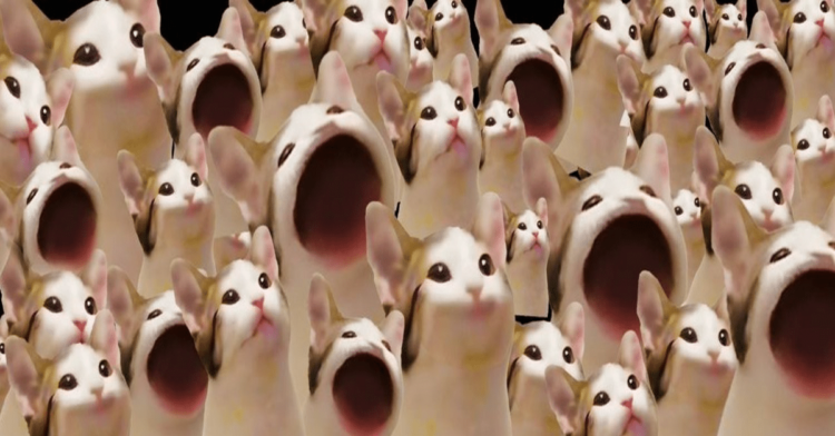 Trending Meme Coins To Watch Today, November 11 – Popcat (Sol), Bonk, Brett (Based)