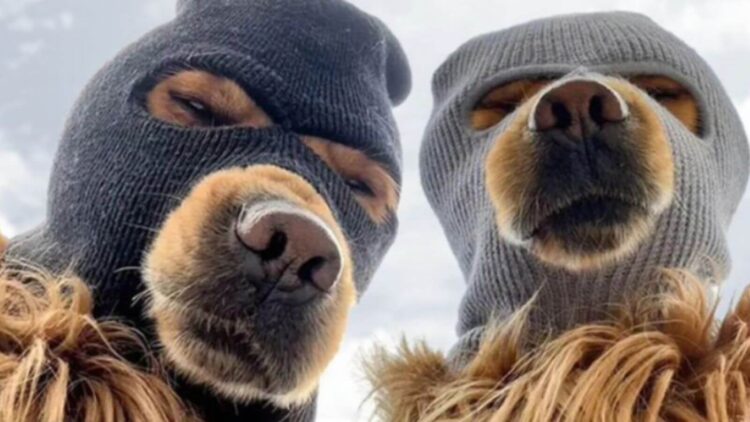 Ski Mask Dog Price Sets ATH, But Experts Say FLOCK Might 100X
