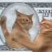Catslap To Burn $1M In SLAP Tokens