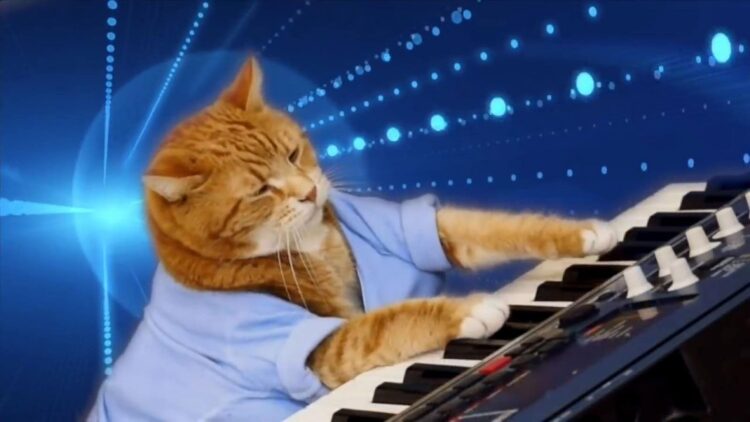 Keyboard Cat Price Soars 76%, But It Can’t Match This Rival