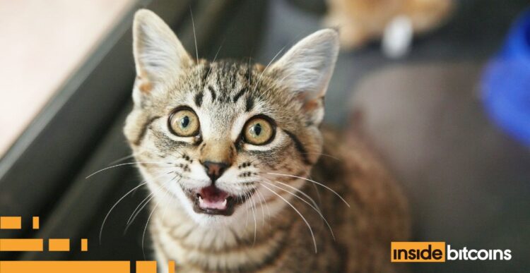 MEOW Price Soars 22%, This Might Be The Next Crypto To Surge