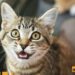 MEOW Price Soars 22%, This Might Be The Next Crypto To Surge