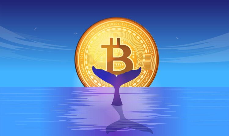 1 Million Bitcoin In New Whale Hands—A Mega BTC Rally On The Horizon?