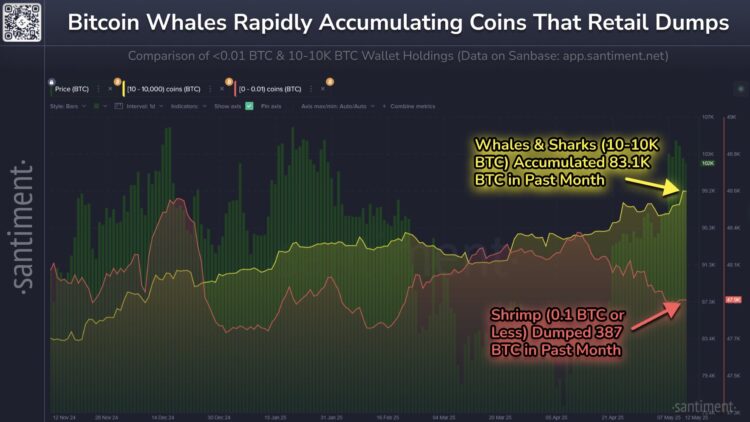 Bitcoin Sharks & Whales Continue To Accumulate: Stage Set For New All-Time High?