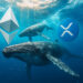 While Ethereum whales rotate, XRP data shows a fatal concentration flaw that leaves one group holding the bag.