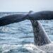 The Bitcoin Whale Comeback Story May Be Overblown, Onchain Data Shows